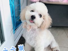-艾贝尔宠物医院·狂犬免疫点(江山金象城店)