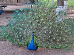 孔雀-西昌邛海宾馆