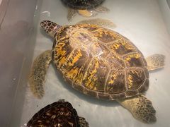 -秦皇岛新澳海底世界