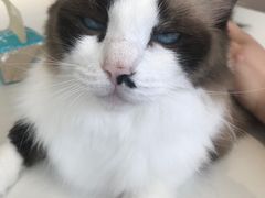 -怪兽屋·羊驼·猫咖·狗咖(俊华广场店)