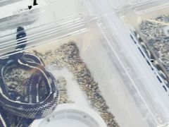 -华声天桥民俗文化园