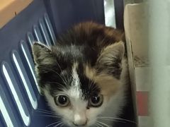 -严国平动物医院(德政总院)