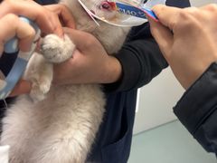 -瑞派·关忠动物医院·猫专科·犬专科(三环新城店)