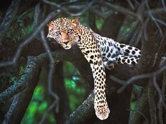 -罗红摄影艺术馆