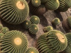 -北京植物园-展览温室