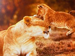 -罗红摄影艺术馆