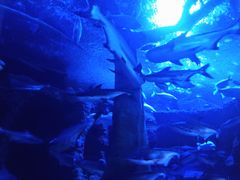 -成都浩海立方海洋公园