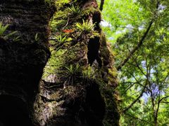 -梭布垭石林景区