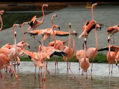 -哈尔滨北方森林动物园