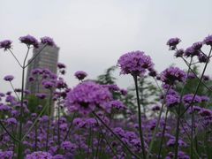 -杭州城北体育公园