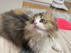 -momokira米努特·德文卷毛猫·棉花面纱犬