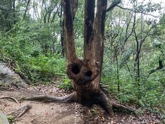 -上海佘山国家森林公园天马山园