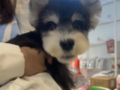 -翊宠yipet猫狗购宠庄园犬舍•猫舍