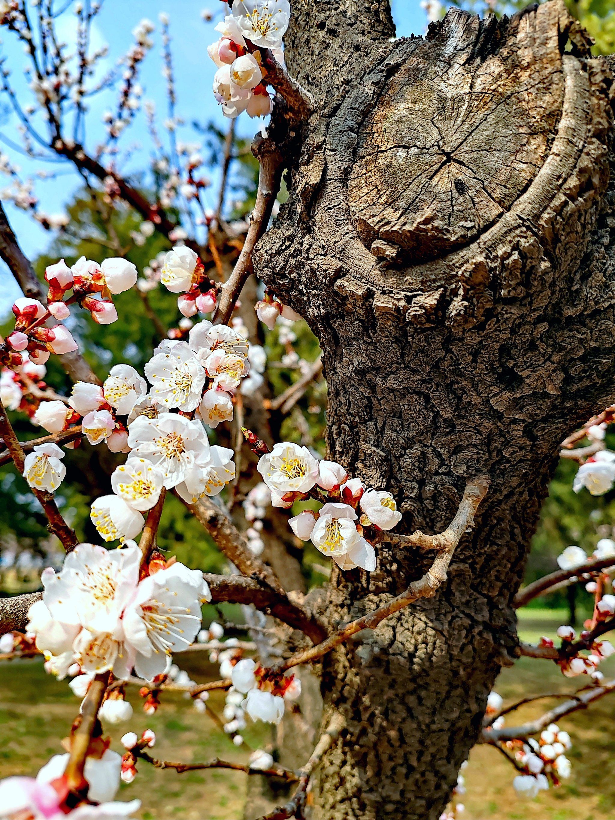 北京的杏花开了