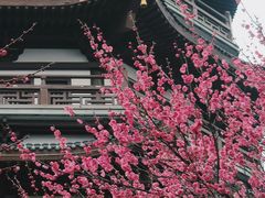 -洋湖国家湿地公园