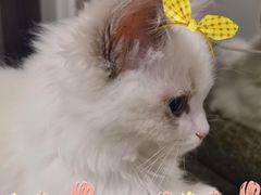 -momokira米努特·德文卷毛猫·棉花面纱犬