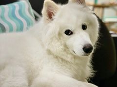 -酷豆宠物咖啡·宠物美食·撸猫馆