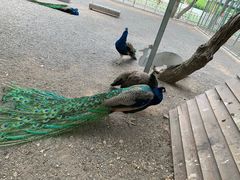 -大连铭湖国际观光牧场