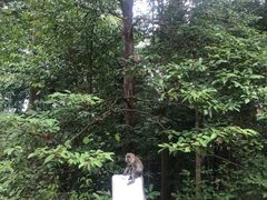 -武吉知马自然保护区