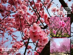 -白塘生态植物园