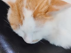 -平行世界·猫咖(首经贸店)