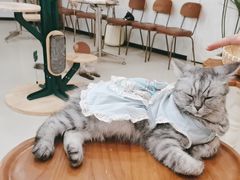 -共舞时光猫咖·狗咖(新街口店)