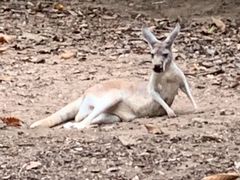 -清迈夜间动物园