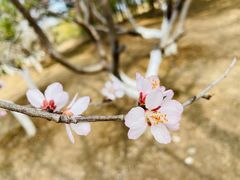 -朝阳公园