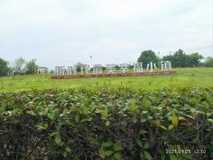 -合肥滨湖国家森林公园