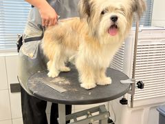 -帕帕拉兹宠物(亚洲旗舰店)