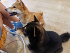-南京Hallo宠物乐园·哈罗犬舍·柴犬繁育基地