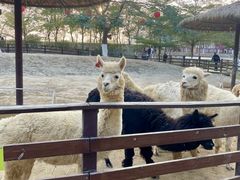 -盈香心动乐园