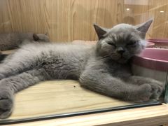 -屋虎猫馆(宝安大仟里店)
