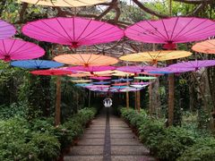 -广西壮族自治区药用植物园
