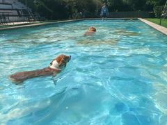 -汪说喵讲宠物乐园宠物酒店(红星美凯龙店)