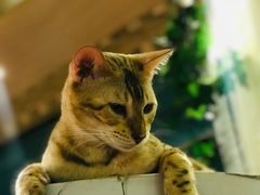 -猫小院猫主题咖啡厅(北锣店)