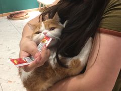 -飞行喵MR PILOT|猫舍·猫咖(静安大融城店)