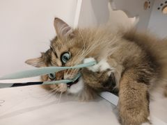 -猫域·湾主题猫咖·宠物吧(南坪城市广场店)