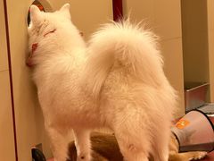 -和它·交个朋友·狗咖猫咖(爱琴海店)