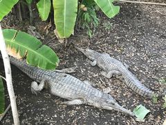 -清迈夜间动物园