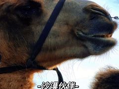 -库伦旗银沙湾旅游景区