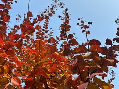 -宫事颐庭·老佛爷贵寿下午茶(颐和园店)