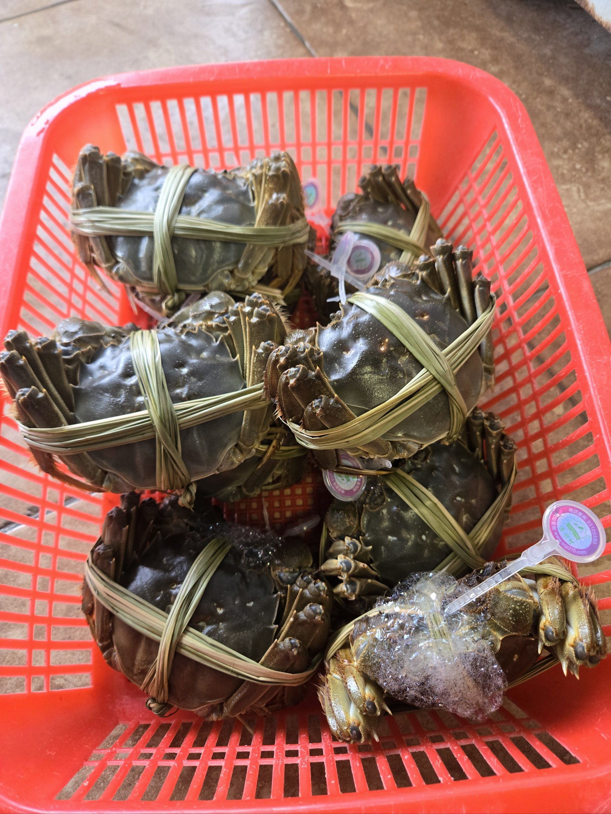阳澄湖大闸蟹