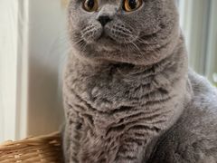 -熊小胖宠物生活馆(天华园店)