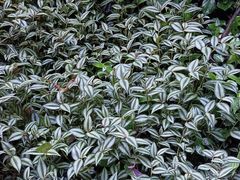 -莫里热带雨林景区
