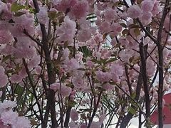 -观澜湖生态运动公社