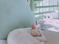 -有猫主题·治愈系猫咖(曾厝垵店)