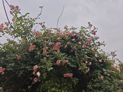-都江堰玫瑰花溪谷