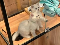 -袖虎·猫馆(体育西路店)