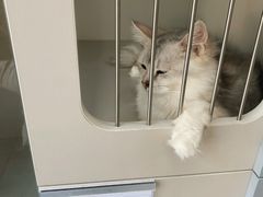 -唐小姐の私宠·宠物洗护美容·撸猫馆·购宠(周浦万达旗舰店)